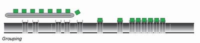 Multicarrier MC12 Grouping.jpg